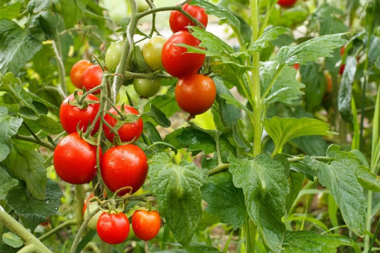 Як садити помідори